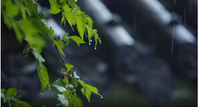 【二十四節(jié)氣】雨水至，我院中藥茶飲來幫忙！
